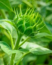 Close Up of Green Sunflower Bud Royalty Free Stock Photo