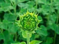 Close up of green sunflower bud starting to blossom Royalty Free Stock Photo