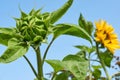 Sunflower bud and sunflower in bloom against a blue sky Royalty Free Stock Photo