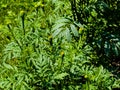Close-up of green Tagetes buds on a bright nature background Royalty Free Stock Photo