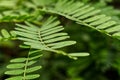 Green Tamarind leaves Royalty Free Stock Photo