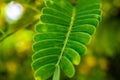 Close up green tamarind leaves pattern Royalty Free Stock Photo