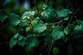 close-up of green tangle of vines, with droplets of water Royalty Free Stock Photo