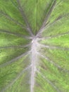 the green taro leaf texture