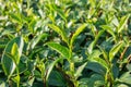 Tea leaf in the field