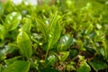 Close up of green tea leaves Royalty Free Stock Photo