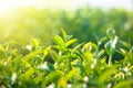 Close up green tea leaves growth at tea plantation in the morning time. Royalty Free Stock Photo