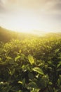 Close up of green tea leaves in a tea plantation in morning with Royalty Free Stock Photo