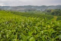 Fresh green tea leaves at the top of the tea tree in a green tea plantation are rows near the mountains Royalty Free Stock Photo