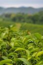 Green tea leaves,fresh leaves in a green tea plantation are rows near the mountains Royalty Free Stock Photo