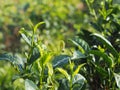 Close up green tea tree leaves in farmland Royalty Free Stock Photo