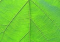 Close up green teak leaf texture background