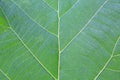 Close up green teak leaf texture background