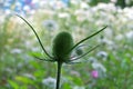 Green teasel before the flowers bloom in a summer meadow Royalty Free Stock Photo