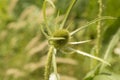 close-up: green teasel plant flower