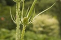 close-up: green teasel plant flower