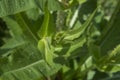 close-up: green teasel plant flower