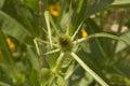 close-up: green teasel plant flower seen from the top