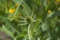 close-up: green teasel plant flower seen from the top