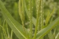 close-up: green teasel plant flower