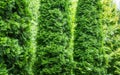 Close-up of green texture christmas leaves of Thuja occidentalis Smaragd, northern white-cedar, or eastern white cedar. Royalty Free Stock Photo