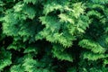 Close-up green texture of needles western thui twig on blurred green background. Nature concept for design