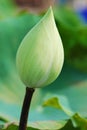 Close-up green Thai lotus