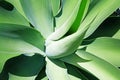 Close up of green thick long leaves plant Royalty Free Stock Photo