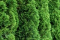 Green thuja hedge thuja occidentalis Royalty Free Stock Photo