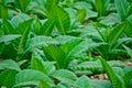 Close-up green tobacco field in thailand Royalty Free Stock Photo