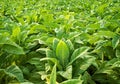 Close up tobacco leaves background