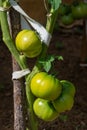 Close-up of green tomatoes on the branch with leaves, in a home garden in Cantabria, Royalty Free Stock Photo
