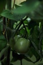 Close up green tomatoes in greenhouse Royalty Free Stock Photo