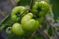 Close-up Of Green Tomatoes Growing On Plant, Green tomatoes are not ripe on the branch, Green tomatoes growing on branch Royalty Free Stock Photo