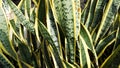 close-up of Green Tonge Leaves