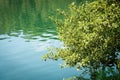 Close-up of a Green Tree Above the Surface of the Water - Lago di Levico Royalty Free Stock Photo