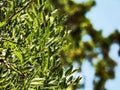 Close-up of green tree leaves