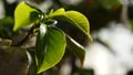 Close-up of green tree leaves in sunlight. Beautiful fresh juicy green leaves illuminated by sunlight. Beauty of nature Royalty Free Stock Photo