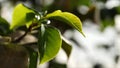 Close-up of green tree leaves in sunlight. Beautiful fresh juicy green leaves illuminated by sunlight. Beauty of nature Royalty Free Stock Photo