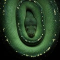 Close-up of a green tree python (Morelia viridis) coiled tightly, Royalty Free Stock Photo