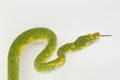 Green Tree Python Morelia viridis snake biak isolated on white background Royalty Free Stock Photo