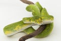 Green Tree Python Morelia viridis snake biak isolated on white background Royalty Free Stock Photo