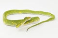 Green Tree Python Morelia viridis snake biak isolated on white background Royalty Free Stock Photo