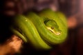 Green tree python or Morelia viridis on branch Royalty Free Stock Photo