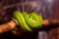 Green tree python or Morelia viridis on branch Royalty Free Stock Photo