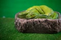 Close up green tree Python, selective focus. Royalty Free Stock Photo