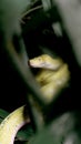Close-up of Green Tree Python Snake Hiding in Dark Foliage Royalty Free Stock Photo
