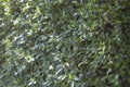 Close up of green tree wall for texture background pattern Royalty Free Stock Photo