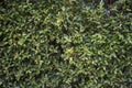 Close up of green tree wall for texture background pattern Royalty Free Stock Photo