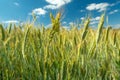 Close-up of green triticale ears and blue sky Royalty Free Stock Photo